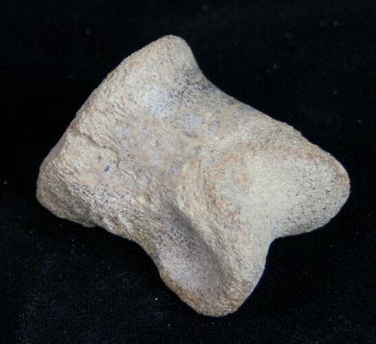 Struthiomimus Toe Bone - Montana #9975